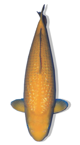 SHOP OUR SELECTION OF GINRIN KARASHIGOI KOI FISH ONLINE – GOLDEN GLOW AND FRIENDLY NATURE WITH SPARKLING SCALES