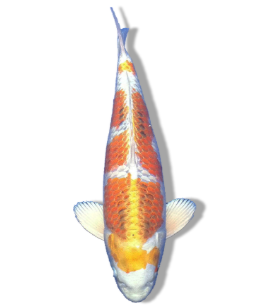 SHOP OUR SELECTION OF HARIWAKE KOI FISH ONLINE – WHITE-BASED BEAUTY WITH METALLIC PATTERNS AND VIBRANT OVERLAY