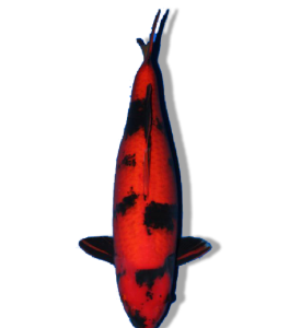 Shop Our Selection of Hi Utsuri Koi Fish Online