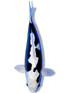 Shop Our Selection of Kumonryu Koi Fish Online