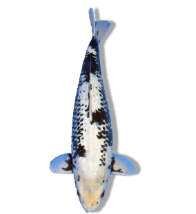 Shop Our Selection of Matsukawabake Koi Fish Online