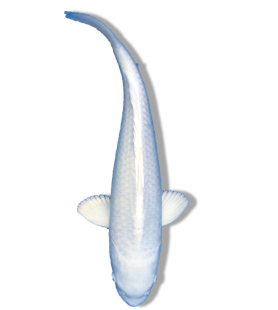 Shop Our Selection of Platinum Ogon Koi Fish Online