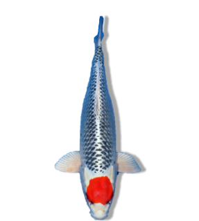 Shop Our Selection of Tancho Kujaku Koi Fish Online