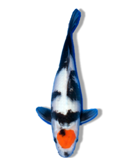 Shop Our Selection of Tancho Showa Koi Fish Online