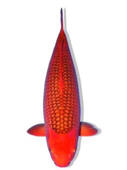 Shop Reverse Aka Matsuba Koi fish online.