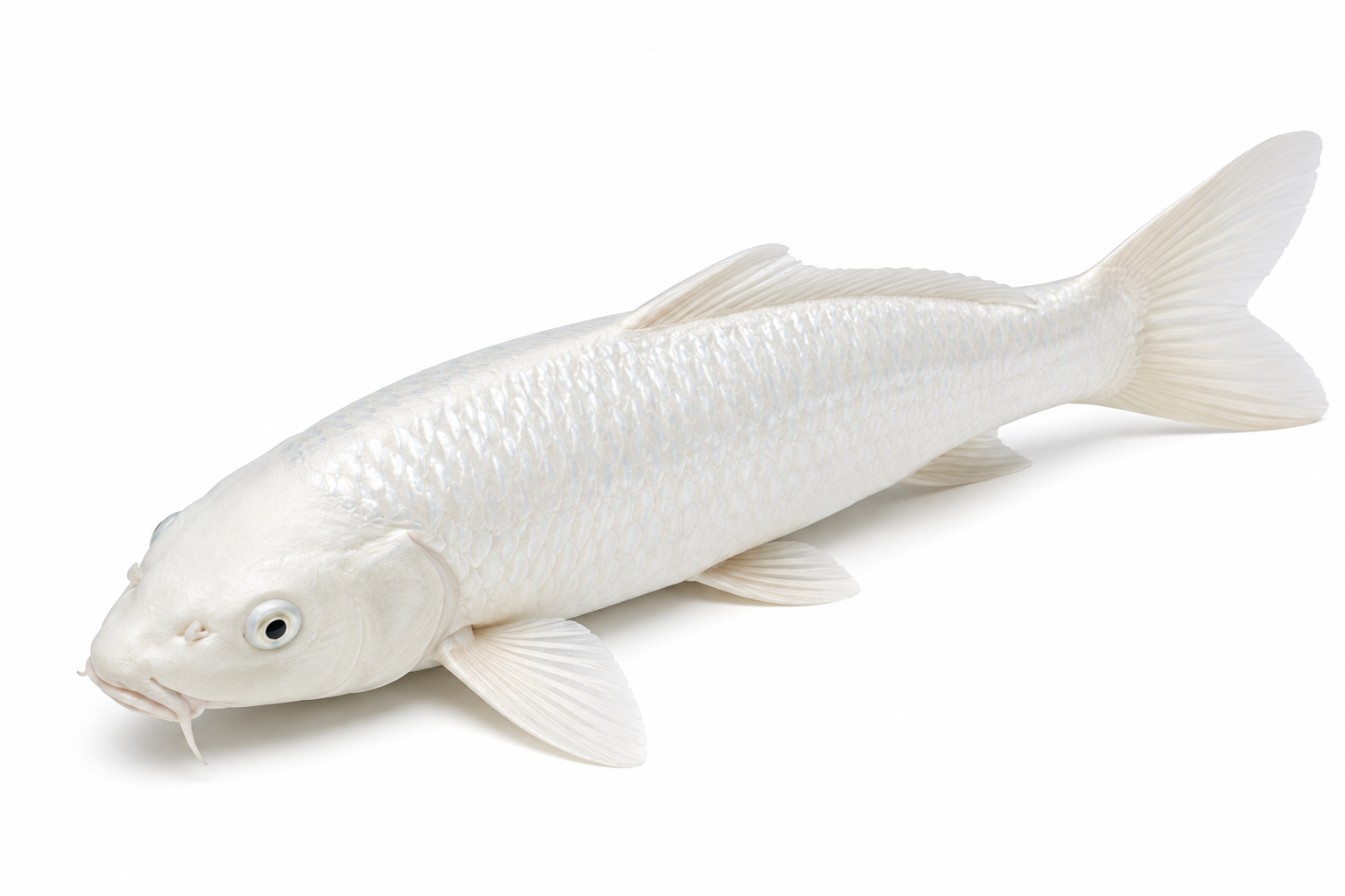 Shop Shiro Muji koi fish online