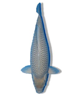 Shop Soragoi Koi Fish Online 