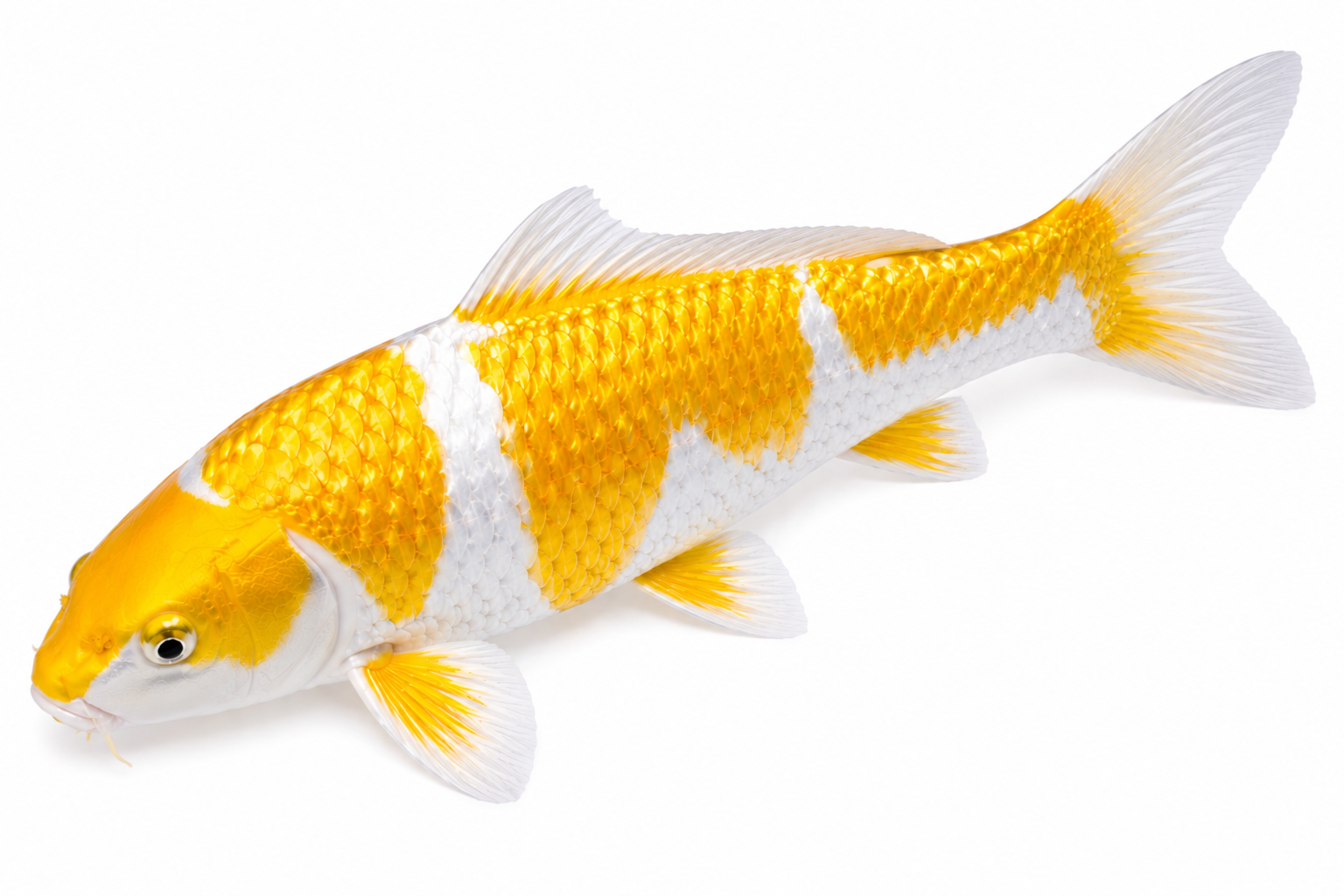 Shop Yamabuki Hariwake koi fish online from Fitz’s Fish Ponds.