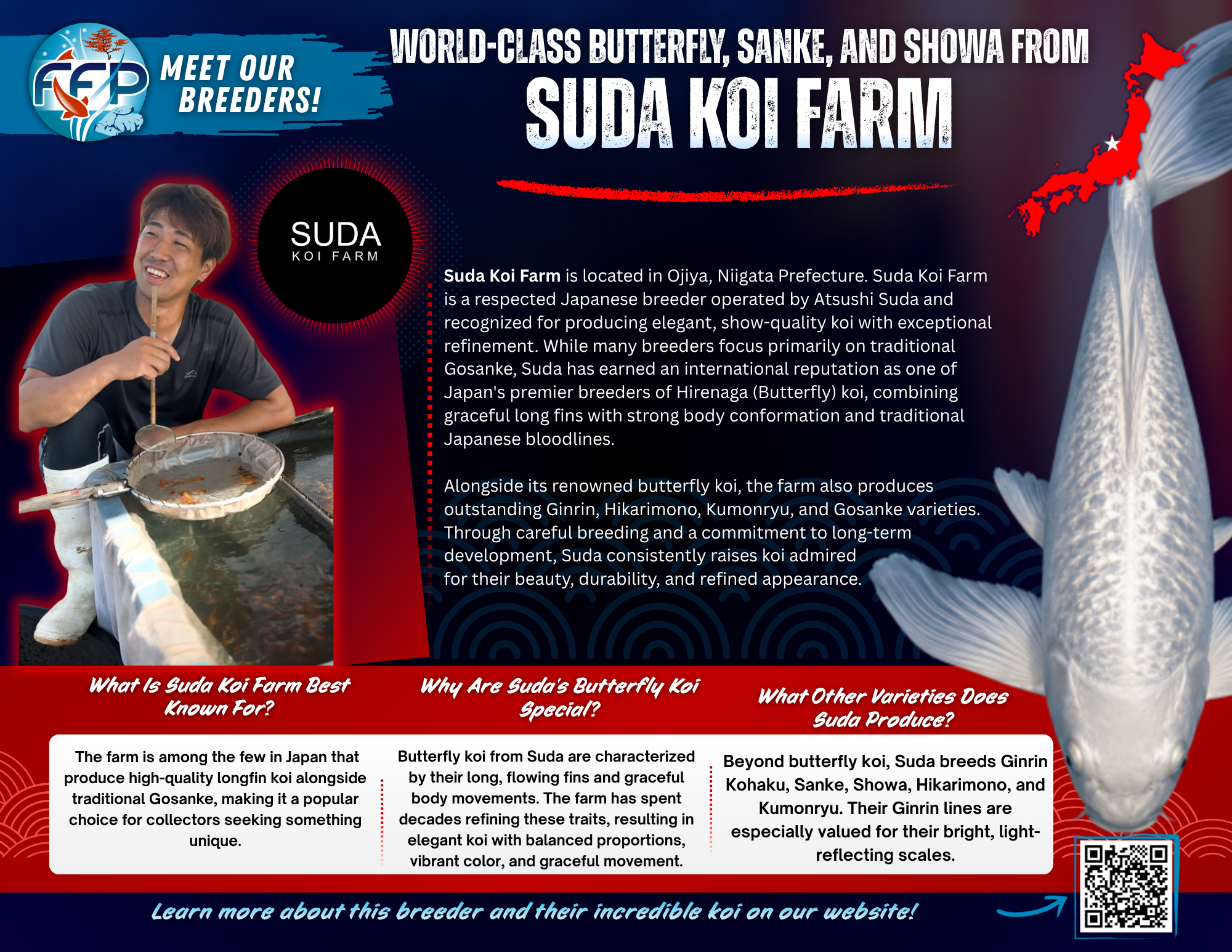 Suda Koi Farm is a respected breeder located in Ojiya, Niigata, Japan, managed by Atsushi Suda. Situated in one of the most historic regions for Nishikigoi development, the farm has built a strong reputation for producing elegant, show-quality koi with distinctive refinement. While many Niigata farms focus primarily on traditional Gosanke, Suda has carved out a unique niche, becoming one of the few Japanese breeders to specialize in Hirenaga, commonly known as butterfly or longfin koi.