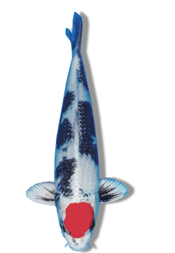Shop Tancho Kin Showa koi fish online at Fitz’s Fish Ponds. 