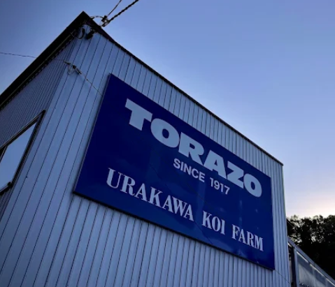 Buy traditional Kohaku and Sanke from Torazo Koi Farm, a historic Niigata breeder known for clean patterns and strong lineage. Selected by Fitz’s Fish Ponds.