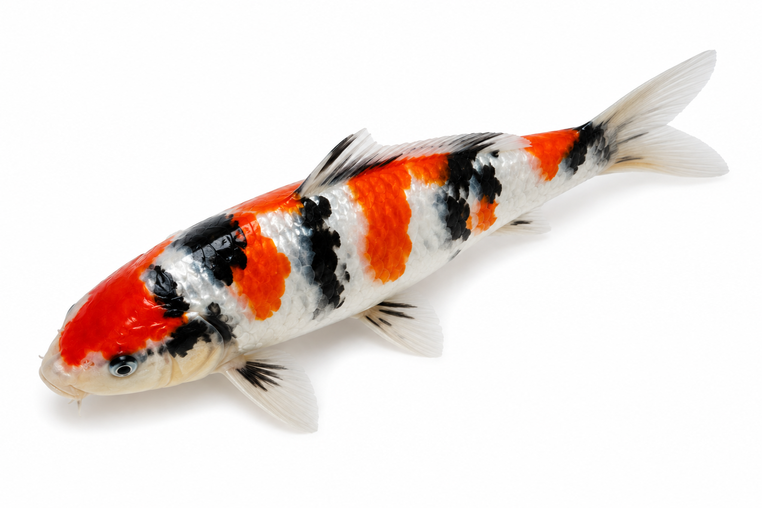 Shop for Tosai koi fish online from Fitz’s Fish Ponds. Discover young first-year koi prized for affordability, growth potential, and future development.