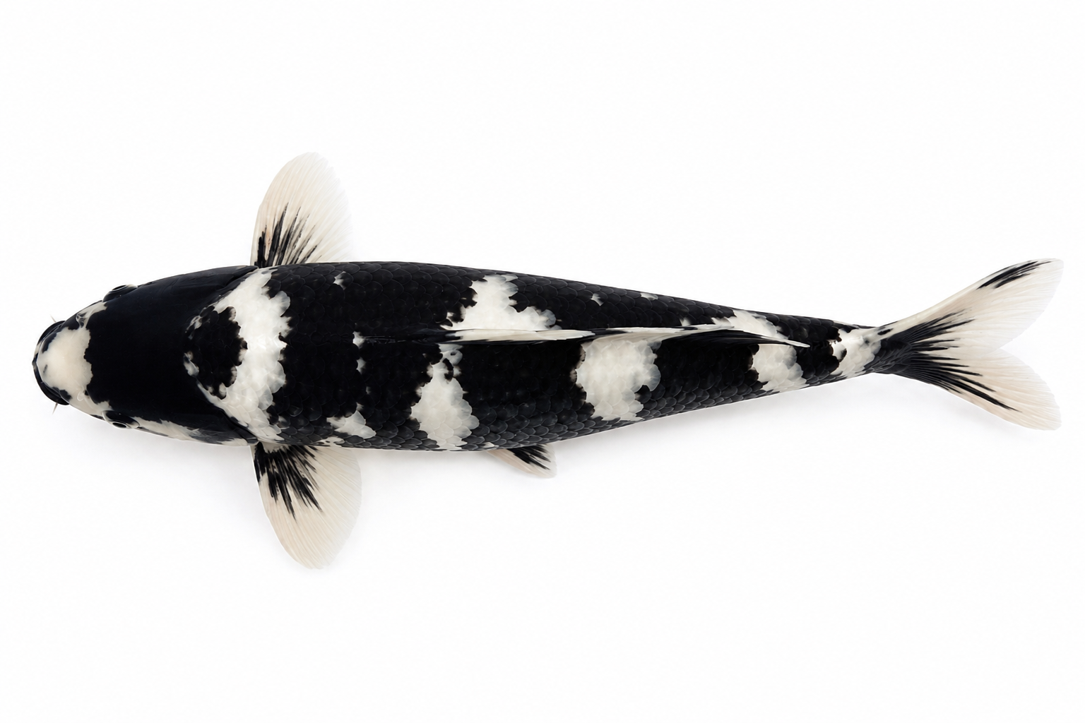 UTSURI KOI FISH – BOLD BLACK-BASED KOI WITH STRIKING WRAPPED PATTERNS