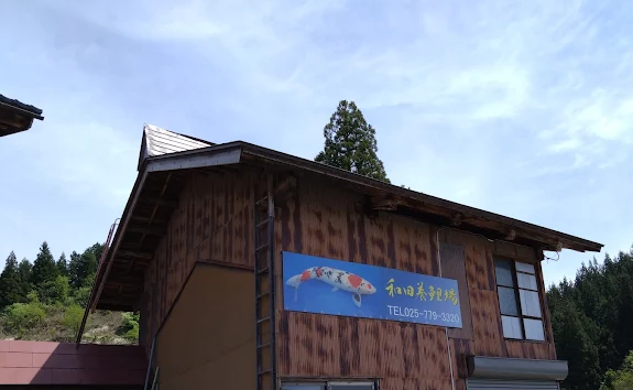 ada Koi Farm in Niigata, Japan, produces stunning metallic koi varieties, including Kujaku, Yamato Nishiki, and Hariwake, with brilliant shine and structure.