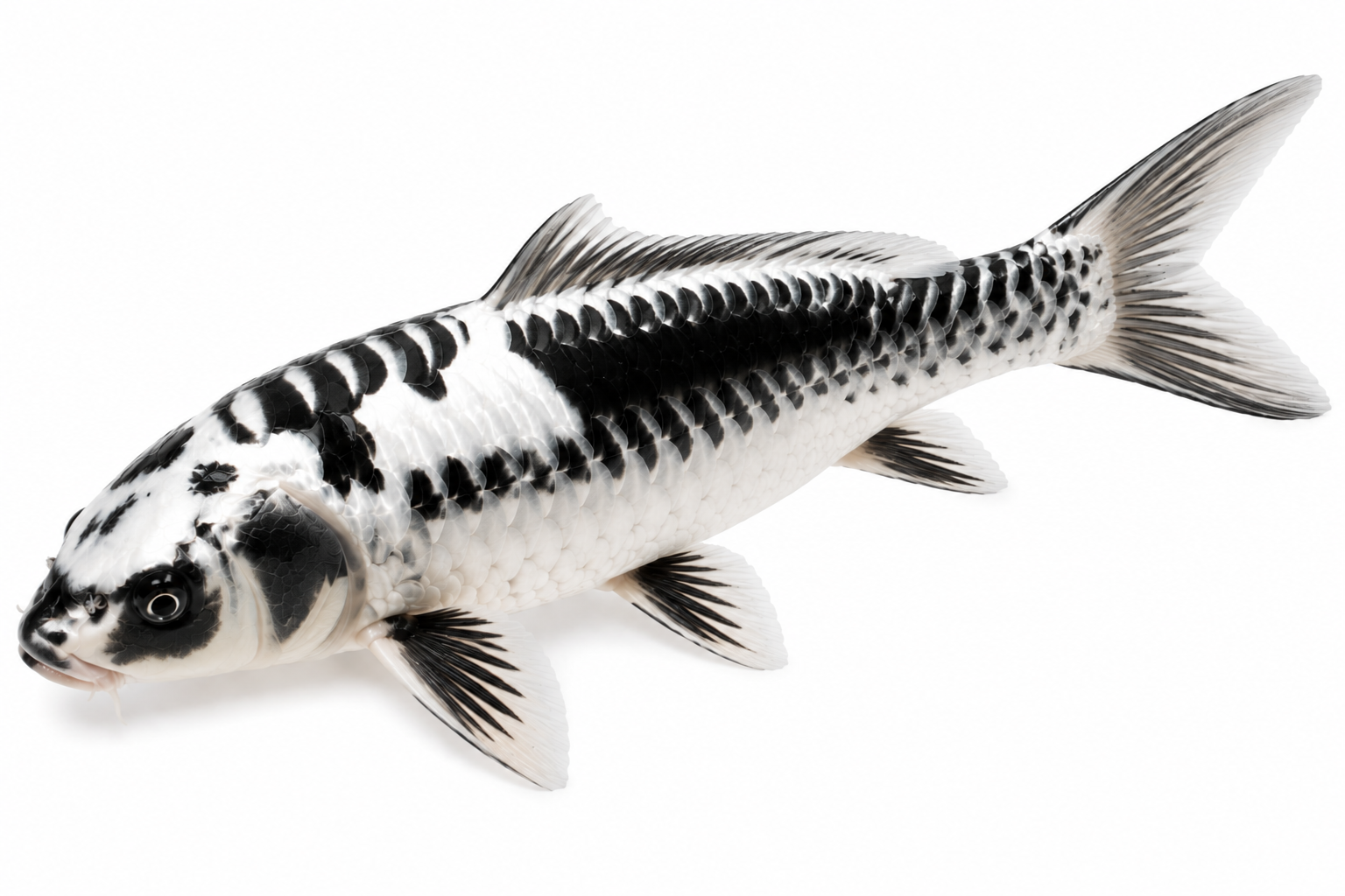 Shop for Wagoi Kikokuryu koi fish online from Fitz’s Fish Ponds.