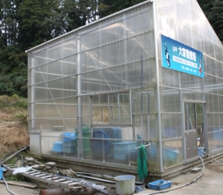 Buy refined Showa and Sanke from Yamanaka Oya Koi Farm, a well-known Niigata breeder with a strong legacy in Gosanke. Hand-selected by Fitz’s Fish Ponds.