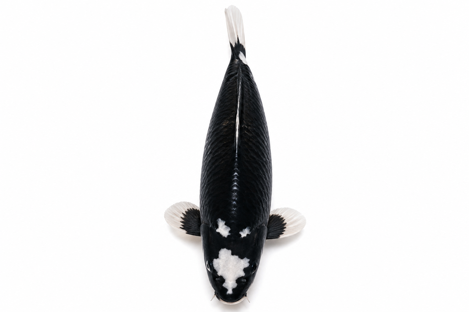 Shop Yotsushiro koi fish online from Fitz’s Fish Ponds. Discover rare black and white koi with bold contrast and distinct head, fin, and tail markings.