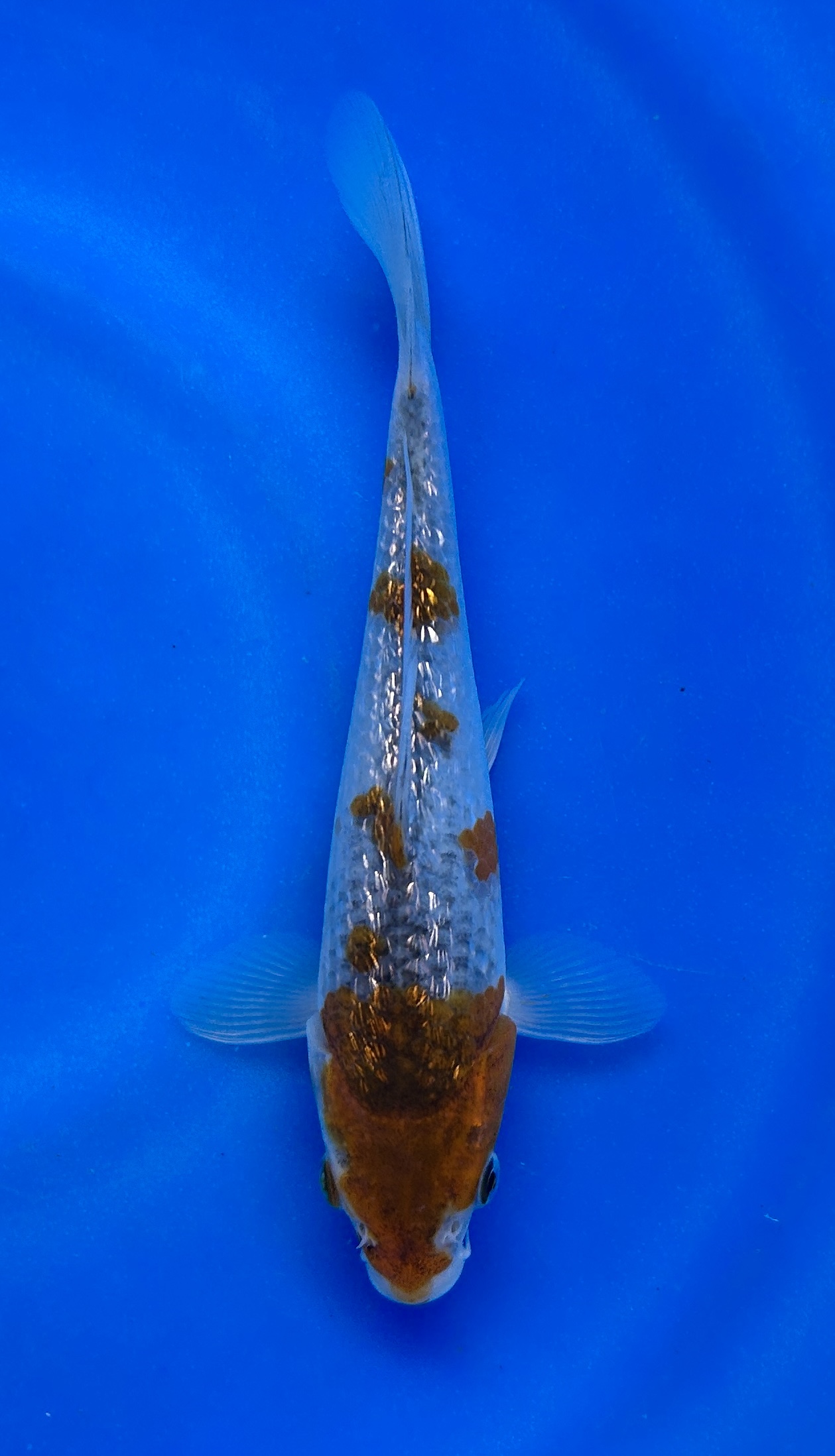 20cm Japanese Imported Ginrin Ochiba - Ikarashi Toshinobu - QT11 - 39