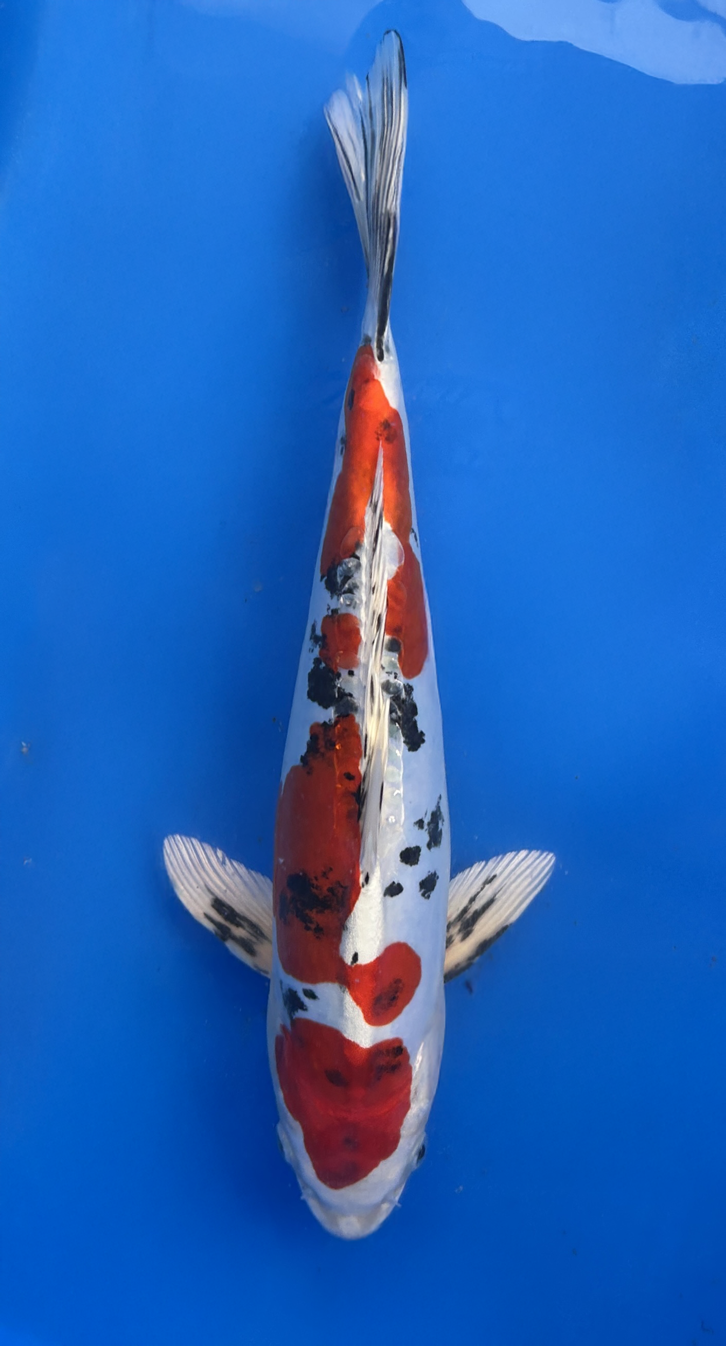 34cm Japanese Imported Beni Kikokuryu - Aokiya - QT9 - 33