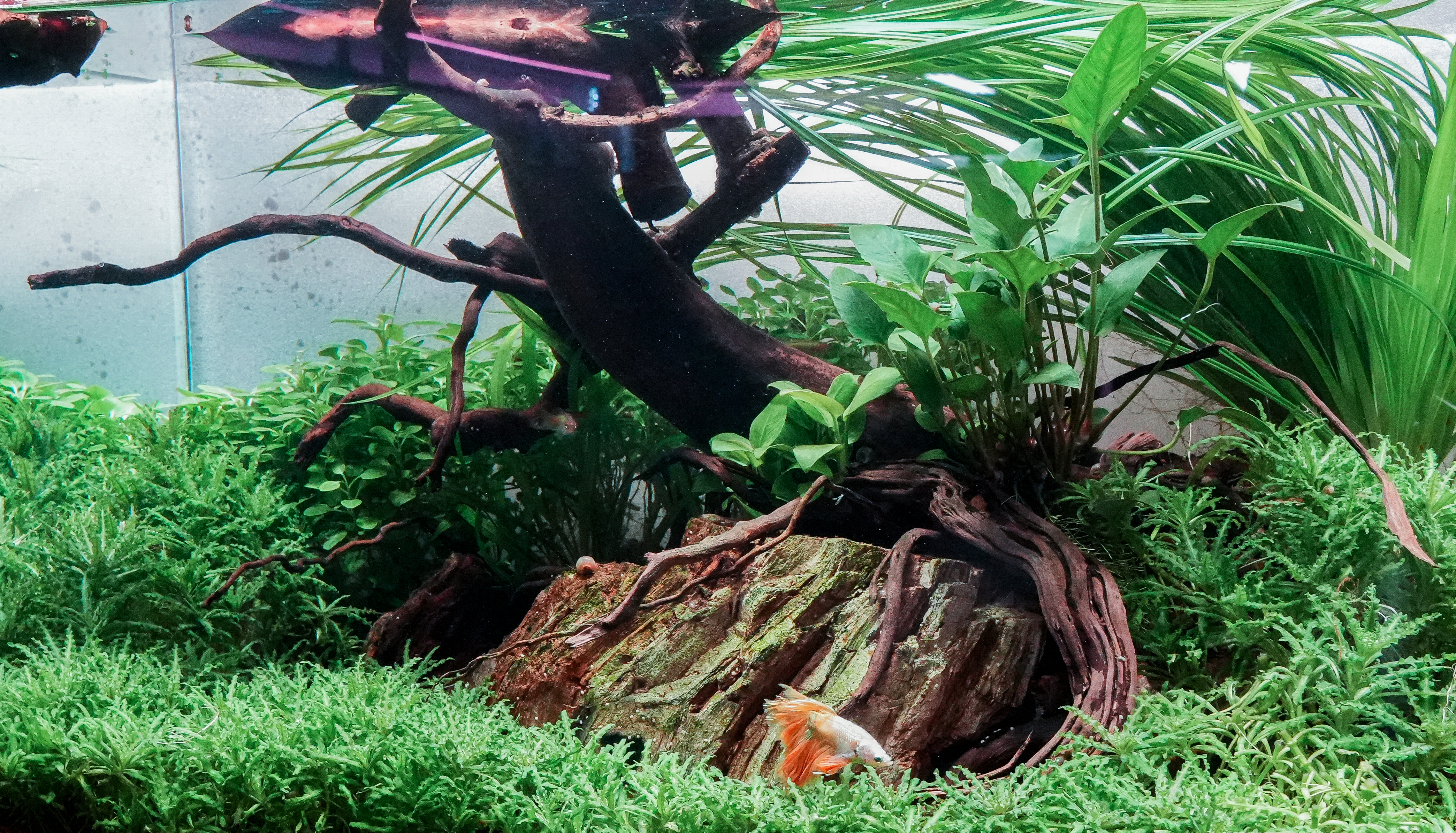 Bringing Nature Indoors Aquascaping and Nature Aquariums - Fitzs Fish Ponds