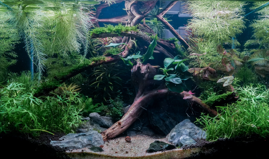 How to Use Driftwood in Aquascaping: A Full Guide - Fitzs Fish Ponds