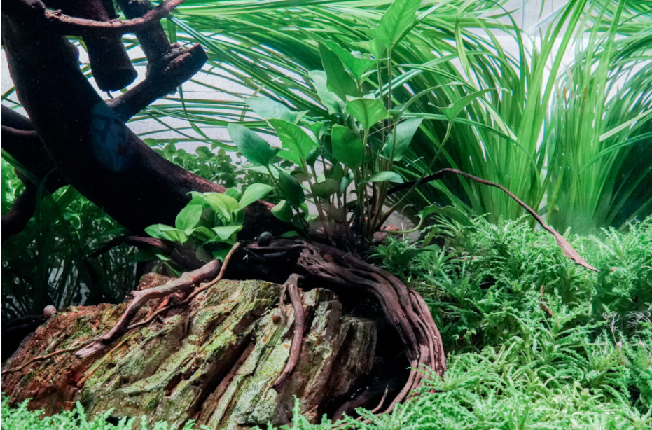 How to Set Up a Freshwater Planted Aquarium: A Beginner's Guide - Fitzs  Fish Ponds