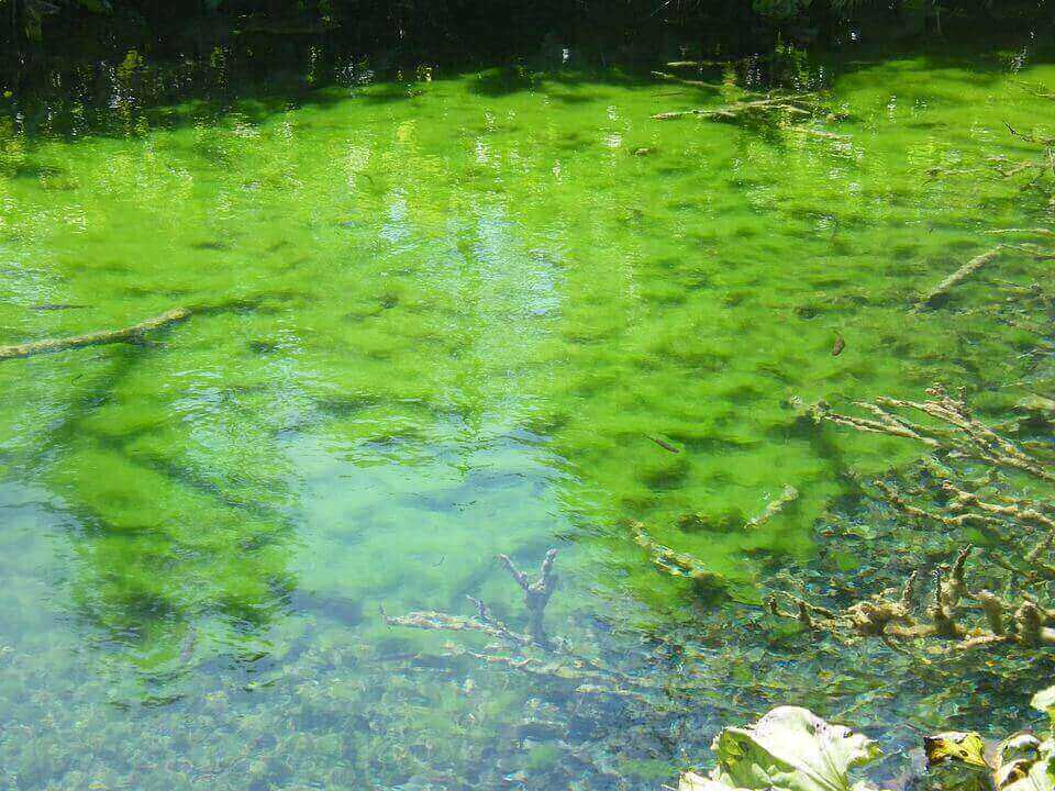 What Should You Do About String Algae? Fitz's Fish Ponds