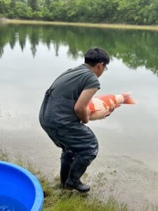 Growing Giants: Returning Large Koi to the Mud Ponds Growing Giants: Returning Large Koi to the Mud Ponds