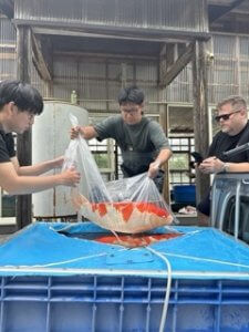 Growing Giants: Returning Large Koi to the Mud Ponds Growing Giants: Returning Large Koi to the Mud Ponds