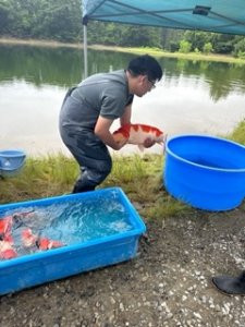 Growing Giants: Returning Large Koi to the Mud Ponds Growing Giants: Returning Large Koi to the Mud Ponds