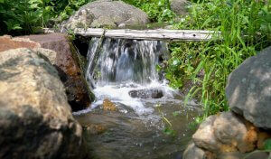 The Bog's Magic: Natural Filtration Unleashed