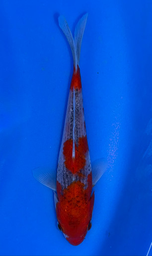 15cm Japanese Imported Goshiki