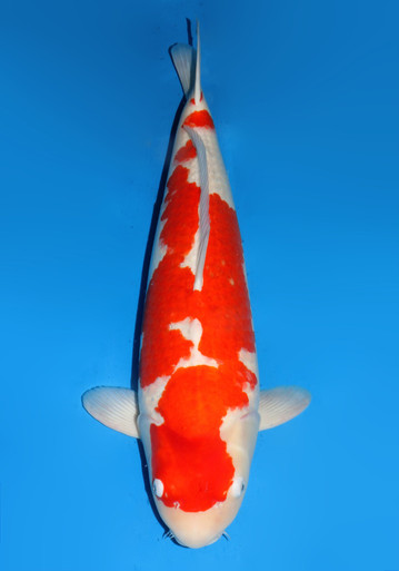 超激安 113_73cm_RedTiger_4y__24808. ロッド
