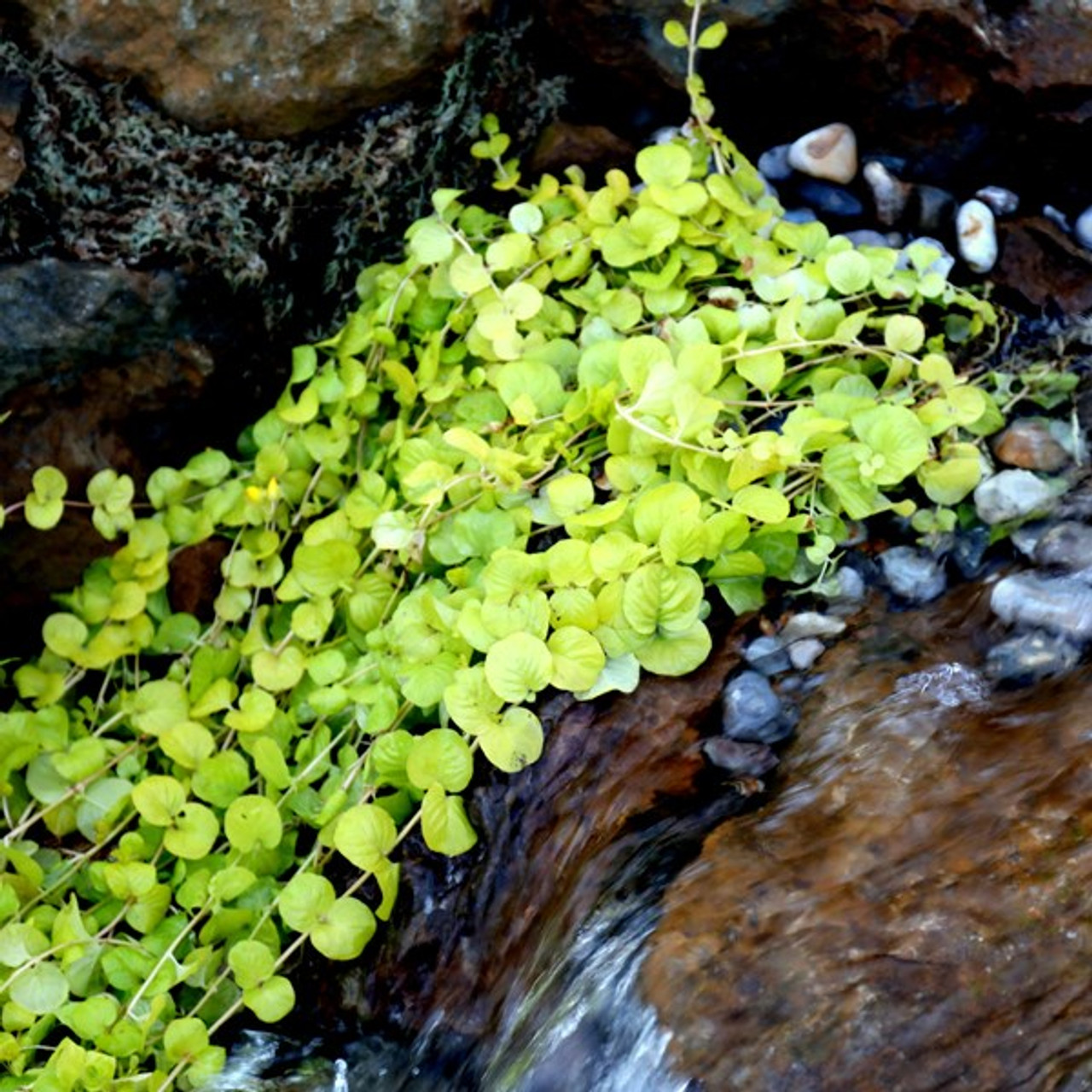 Creeping Jenny | Pond Plants