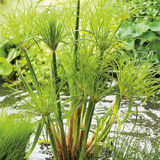 Dwarf Egyptian Papyrus Water X Scapes