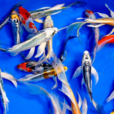 Specialty Japanese Butterfly Koi Pond Fish
