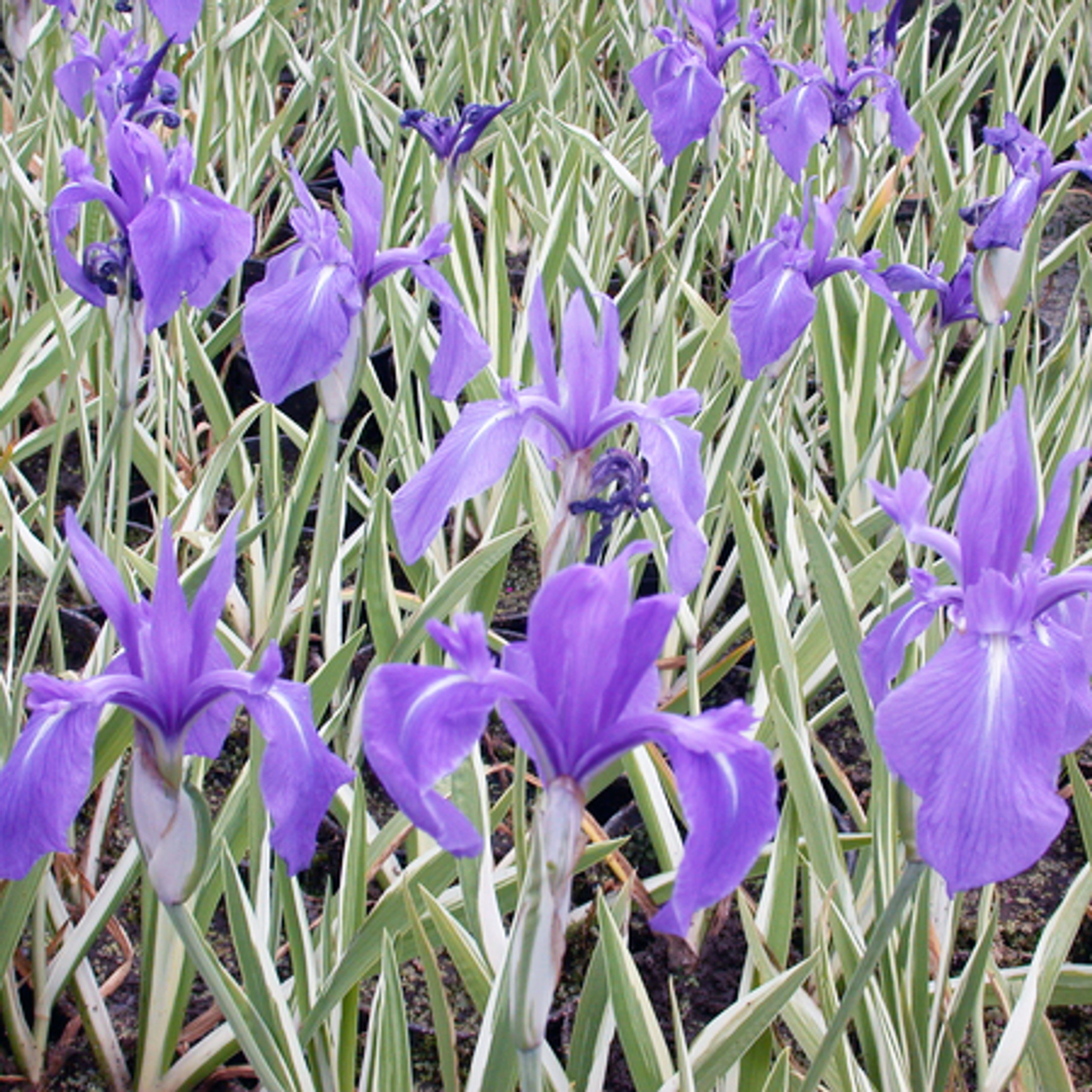 japanese iris