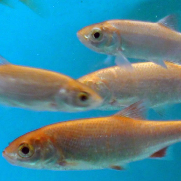 Fish Pond Supplies Golden Orfe