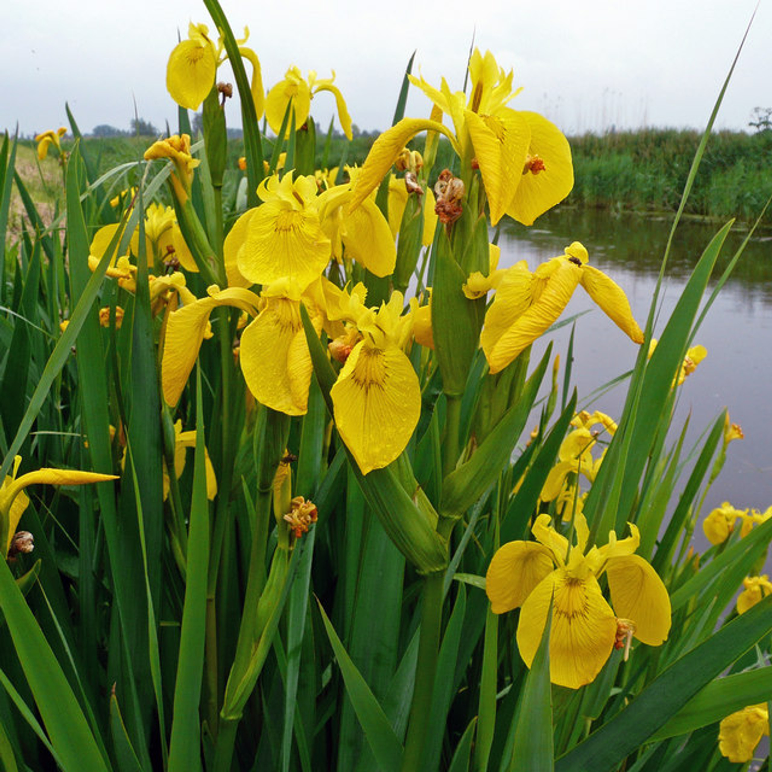 Water Irises