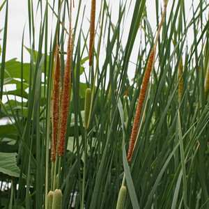 Graceful Cattail (Typhs laxmannii) Graceful Cattail (Typhs laxmannii)