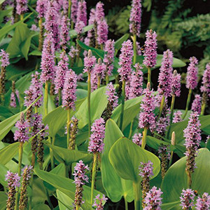Pink Pickerel Rush Pink Pickerel Rush