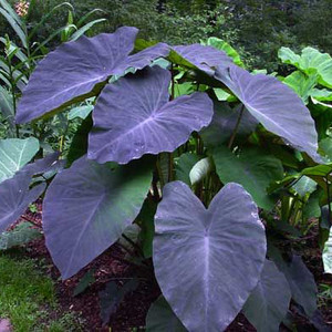 Black Magic Taro (Colocasia esculenta "Black Magic") Black Magic Taro (Colocasia esculenta "Black Magic")