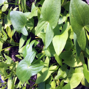 Sagittaria graminea 'Crushed Ice' — Florida Aquatic Nurseries