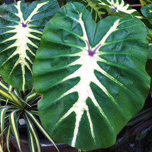 Colocasia esculenta Colocasia esculenta