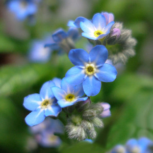 Blue Forget-Me-Nots Blue Forget-Me-Nots