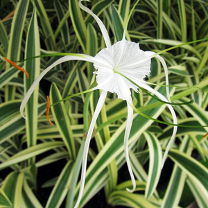 Variegated Spider Lily Variegated Spider Lily