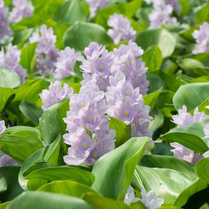 Water hyacinth - floating pond plant Water hyacinth - floating pond plant
