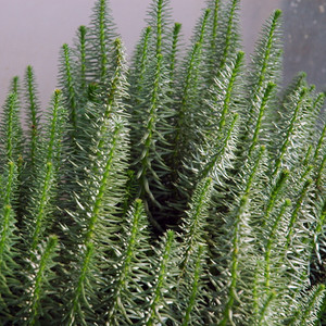 Mare's tail