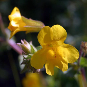 Yellow Monkey Flower (Mimulus guttatus) Yellow Monkey Flower (Mimulus guttatus)