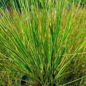 Gold Strike Rush (Juncus effusus ‘gold strike’)